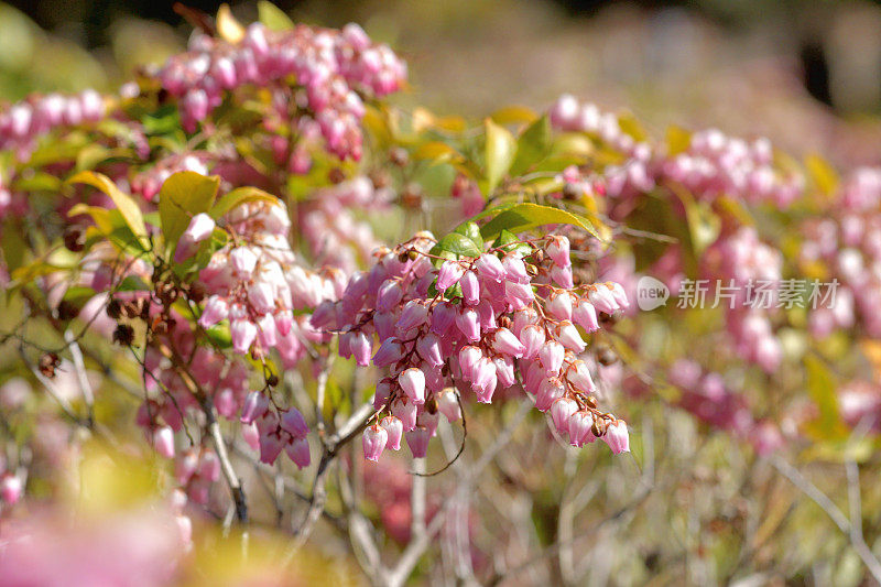 Pieris japonica /日本仙女座花